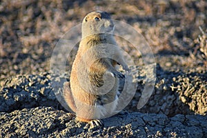 Prairie Dog genus Cynomys ludovicianus Black-Tailed in the wild, herbivorous burrowing rodent, in the shortgrass prairie ecosyst