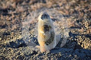 Prairie Dog genus Cynomys ludovicianus Black-Tailed in the wild, herbivorous burrowing rodent, in the shortgrass prairie ecosyst