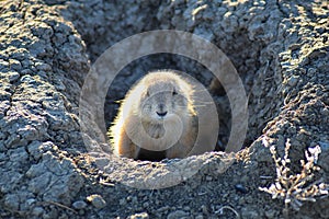 Prairie Dog genus Cynomys ludovicianus Black-Tailed in the wild, herbivorous burrowing rodent, in the shortgrass prairie ecosyst