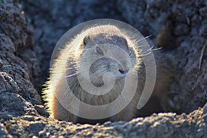 Prairie Dog genus Cynomys ludovicianus Black-Tailed in the wild, herbivorous burrowing rodent, in the shortgrass prairie ecosyst