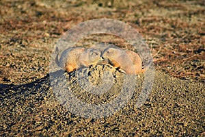 Prairie Dog genus Cynomys ludovicianus Black-Tailed in the wild, herbivorous burrowing rodent, in the shortgrass prairie ecosyst