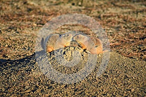 Prairie Dog genus Cynomys ludovicianus Black-Tailed in the wild, herbivorous burrowing rodent, in the shortgrass prairie ecosyst