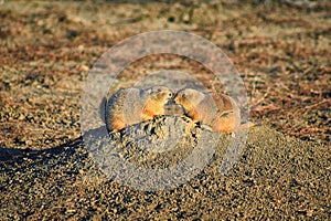 Prairie Dog genus Cynomys ludovicianus Black-Tailed in the wild, herbivorous burrowing rodent, in the shortgrass prairie ecosyst