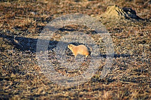 Prairie Dog genus Cynomys ludovicianus Black-Tailed in the wild, herbivorous burrowing rodent, in the shortgrass prairie ecosyst