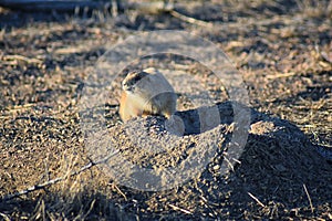 Prairie Dog genus Cynomys ludovicianus Black-Tailed in the wild, herbivorous burrowing rodent, in the shortgrass prairie ecosyst