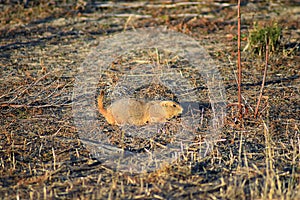 Prairie Dog genus Cynomys ludovicianus Black-Tailed in the wild, herbivorous burrowing rodent, in the shortgrass prairie ecosyst