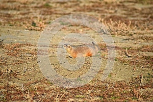 Prairie Dog genus Cynomys ludovicianus Black-Tailed in the wild, herbivorous burrowing rodent, in the shortgrass prairie ecosyst