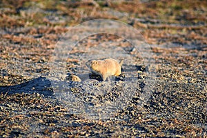 Prairie Dog genus Cynomys ludovicianus Black-Tailed in the wild, herbivorous burrowing rodent, in the shortgrass prairie ecosyst