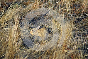 Prairie Dog genus Cynomys ludovicianus Black-Tailed in the wild, herbivorous burrowing rodent, in the shortgrass prairie ecosyst