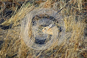 Prairie Dog genus Cynomys ludovicianus Black-Tailed in the wild, herbivorous burrowing rodent, in the shortgrass prairie ecosyst