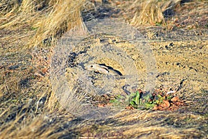 Prairie Dog genus Cynomys ludovicianus Black-Tailed in the wild, herbivorous burrowing rodent, in the shortgrass prairie ecosyst