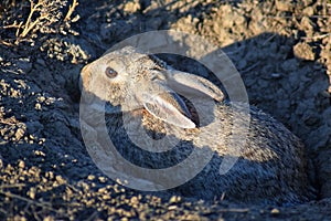 Prairie Dog genus Cynomys ludovicianus Black-Tailed in the wild, herbivorous burrowing rodent, in the shortgrass prairie ecosyst