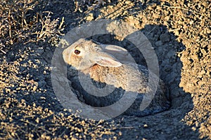 Prairie Dog genus Cynomys ludovicianus Black-Tailed in the wild, herbivorous burrowing rodent, in the shortgrass prairie ecosyst