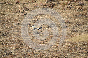 Prairie Dog genus Cynomys ludovicianus Black-Tailed in the wild, herbivorous burrowing rodent, in the shortgrass prairie ecosyst