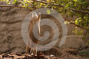 Prairie Dog gopher trying to reach branch