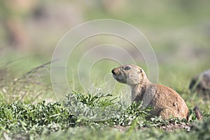 Prairie dog in green grass