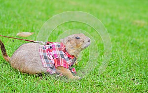 Prairie Dog on green lawn.