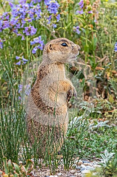 Prairie Dog - Gunnison`s Specie