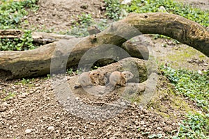 Prairie Dog Hatchlings in Front of Earth Cave