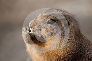 A prairie-dog having a snack