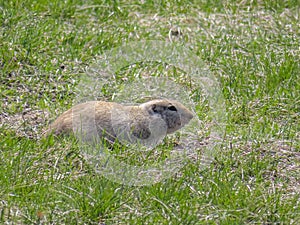 A Prairie dog, a herbivorous burrowing ground squirrels native to the grasslands of North America