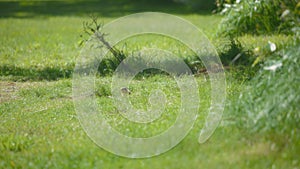 Prairie dog hiding in the grass field on a summer day