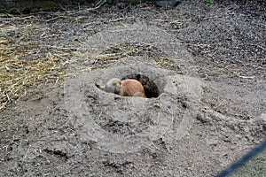 Prairie dog in hole