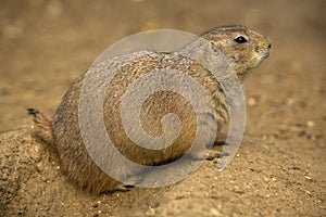 Prairie dog III