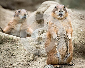 Prairie Dog III