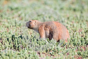 Prairie dog with an itch