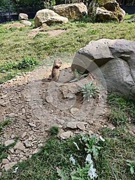 Prairie dog in its burrow of stone photo