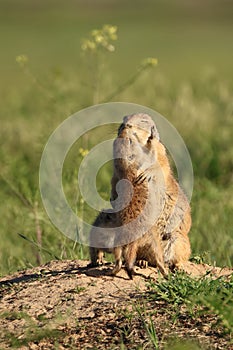 Prairie dog kiss