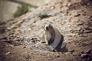 Prairie dog
