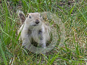 A Prairie dog laying down during spring. Prairie dogs are herbivorous burrowing ground squirrels native to the grasslands of North