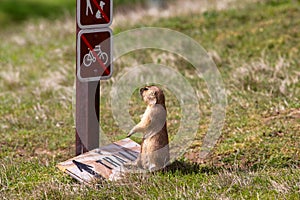 Prairie Dog