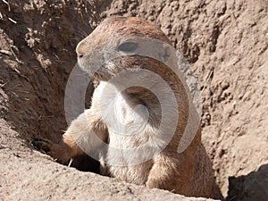 The prairie dog looks out of its burrow
