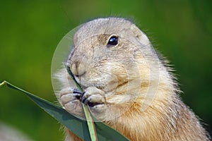Prairie dog or marmot eating grass