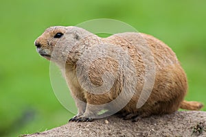 Prairie dog. Marmot rodent in close up isolated against plain gr