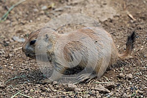 Prairie dog in the meadow, Cynomys ludovicianus