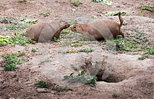 Prairie dog meet and greet