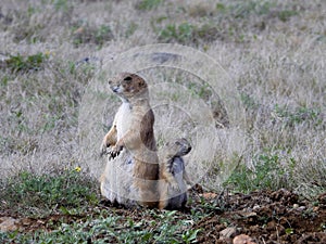 Prairie dog mother and pup at the Wichita Mountains National  wildlife refuge Oklahoma