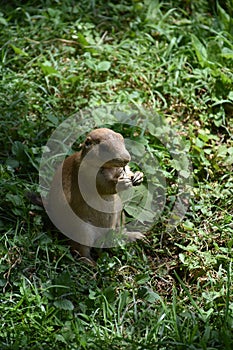 Prairie Dog Munching on Bits of Grass