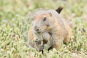 Prairie dog munching on grain