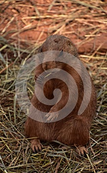 Prairie Dog Munching on a Piece of Straw