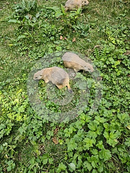 Prairie dog in nature beautiful 