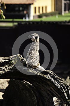 Prairie dog photo