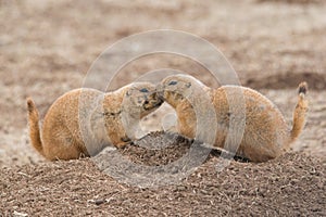 Prairie dog neighbors