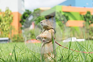 Prairie dog in the park