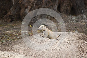 Prairie dog peeking photo