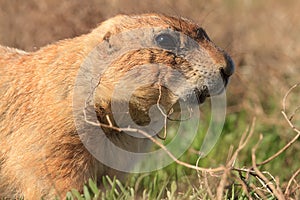 Prairie Dog Portrait